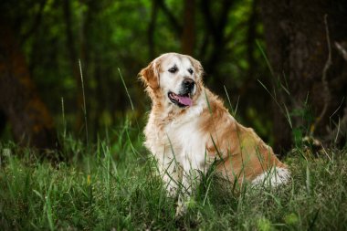 Labrador av köpeği. Çimlerin üzerinde Golden retriever köpeği. Gelincik çiçekli sevimli köpek.. 