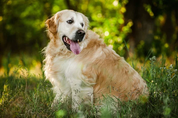 Labrador av köpeği. Çimlerin üzerinde Golden retriever köpeği. Gelincik çiçekli sevimli köpek.. 