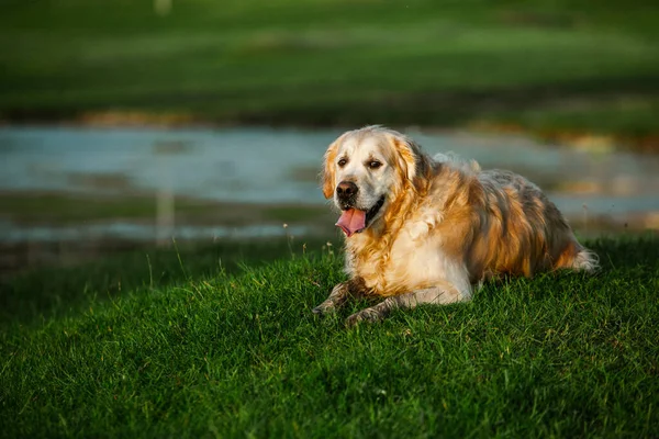 Labrador retriever dog. Golden retriever dog on grass. adorable dog in poppy flowers.