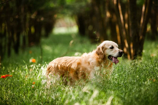 Labrador Retriever Dog Golden Retriever Dog Grass Adorable Dog Poppy — Stock Photo, Image