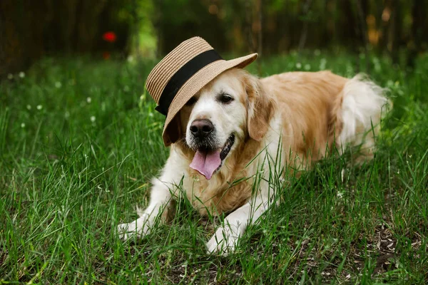 Labrador retriever dog. Golden retriever dog on grass. adorable dog in poppy flowers.