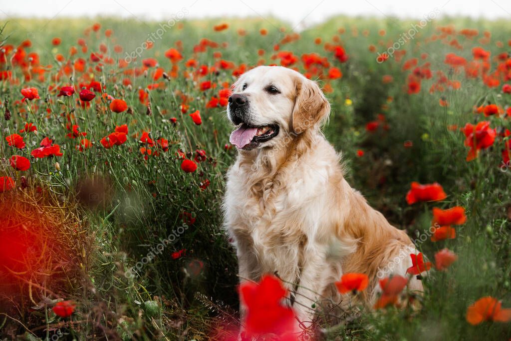 Labrador retriever dog. Golden retriever dog on grass. adorable dog in poppy flowers.