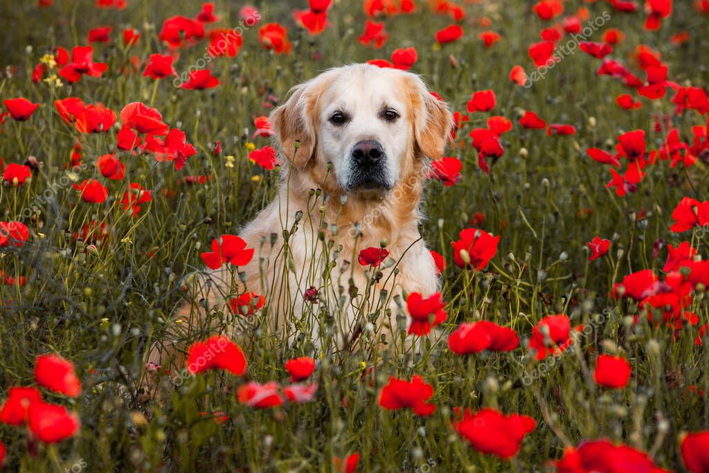 Labrador retriever dog. Golden retriever dog on grass. adorable dog in poppy flowers.
