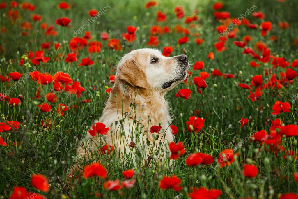 Labrador retriever dog. Golden retriever dog on grass. adorable dog in poppy flowers.