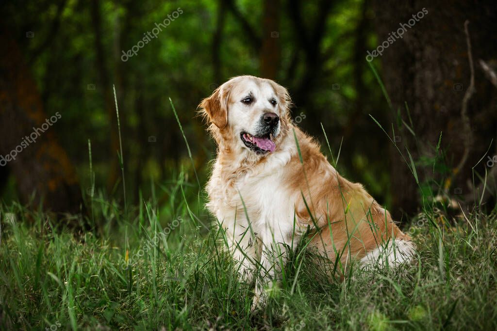 Labrador retriever dog. Golden retriever dog on grass. adorable dog in poppy flowers.