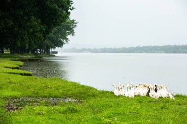 Gölette birkaç beyaz ördek var. Moldova Cumhuriyeti 'nin güzel yaz manzarası. Yeşil manzara. Doğa. Yağmur altında Yeşil Çim ve Nehir 'le park et..
