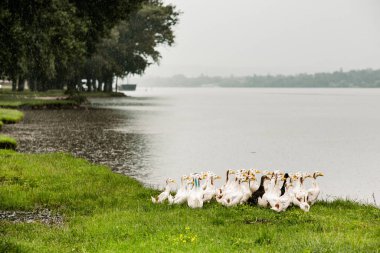 Gölette birkaç beyaz ördek var. Moldova Cumhuriyeti 'nin güzel yaz manzarası. Yeşil manzara. Doğa. Yağmur altında Yeşil Çim ve Nehir 'le park et..