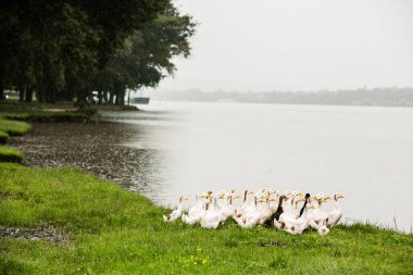 Gölette birkaç beyaz ördek var. Moldova Cumhuriyeti 'nin güzel yaz manzarası. Yeşil manzara. Doğa. Yağmur altında Yeşil Çim ve Nehir 'le park et..