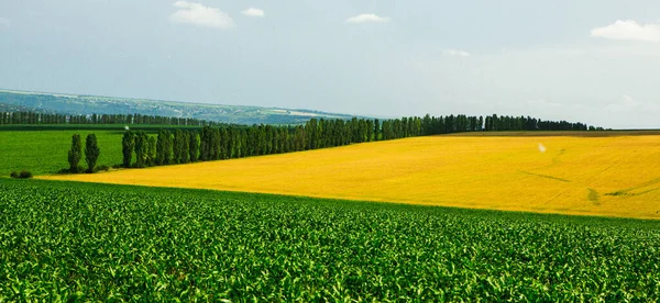 Bela Panorâmica Colinas Campos Moldávia Paisagem Verão Com Campo Trigo — Fotografia de Stock