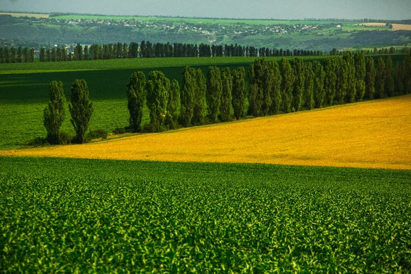 Beautiful panoram of hills and fields in Moldova. Summer landscape with a field of ripe wheat, and hills and dales in the background