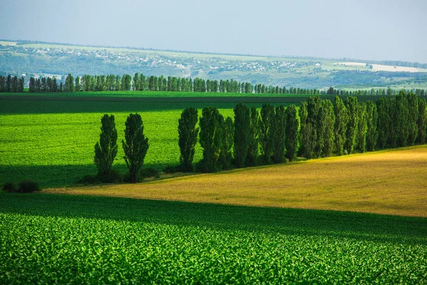 Beautiful panoram of hills and fields in Moldova. Summer landscape with a field of ripe wheat, and hills and dales in the background