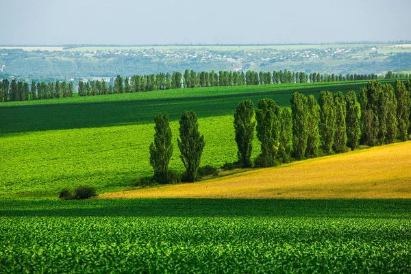 Прекрасна Панорама Пагорбів Полів Молдові Літній Краєвид Полем Стиглої Пшениці — стокове фото