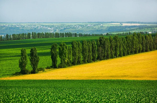 Bellissimo Panorama Colline Campi Moldavia Paesaggio Estivo Con Campo Grano — Foto Stock