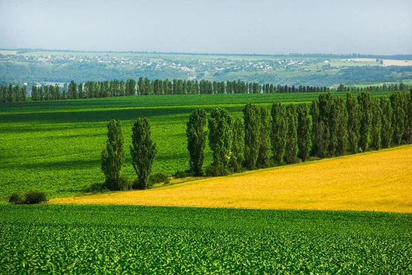 Bellissimo Panorama Colline Campi Moldavia Paesaggio Estivo Con Campo Grano — Foto Stock