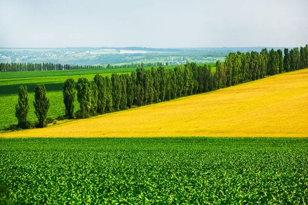 Beautiful panoram of hills and fields in Moldova. Summer landscape with a field of ripe wheat, and hills and dales in the background