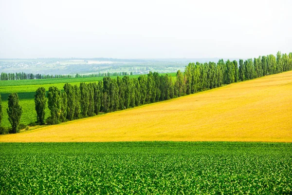 Schöne Aussicht Auf Hügel Und Felder Moldawien Sommerlandschaft Mit Einem — Stockfoto