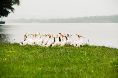 Gölette birkaç beyaz ördek var. Moldova Cumhuriyeti 'nin güzel yaz manzarası. Yeşil manzara. Doğa. Yağmur altında Yeşil Çim ve Nehir 'le park et..