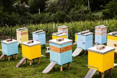 Çiftçi bahçesinde renkli ahşap arı kovanları. Moldova 'da bal arısı kovanları var. Bahar mevsiminde çiçekler ve taze yeşil çimlerle çayırdaki arı yuvası.