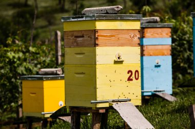 Çiftçi bahçesinde renkli ahşap arı kovanları. Moldova 'da bal arısı kovanları var. Bahar mevsiminde çiçekler ve taze yeşil çimlerle çayırdaki arı yuvası.