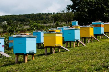 Çiftçi bahçesinde renkli ahşap arı kovanları. Moldova 'da bal arısı kovanları var. Bahar mevsiminde çiçekler ve taze yeşil çimlerle çayırdaki arı yuvası.