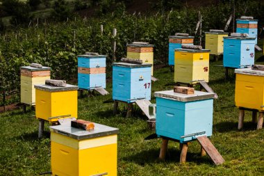 Çiftçi bahçesinde renkli ahşap arı kovanları. Moldova 'da bal arısı kovanları var. Bahar mevsiminde çiçekler ve taze yeşil çimlerle çayırdaki arı yuvası.