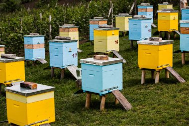 Çiftçi bahçesinde renkli ahşap arı kovanları. Moldova 'da bal arısı kovanları var. Bahar mevsiminde çiçekler ve taze yeşil çimlerle çayırdaki arı yuvası.