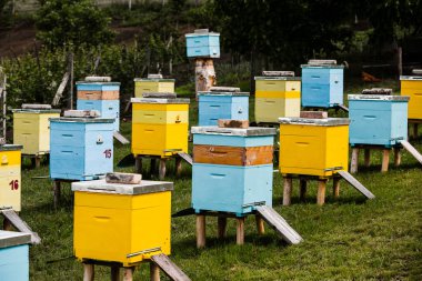 Çiftçi bahçesinde renkli ahşap arı kovanları. Moldova 'da bal arısı kovanları var. Bahar mevsiminde çiçekler ve taze yeşil çimlerle çayırdaki arı yuvası.