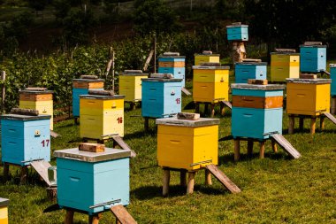 Çiftçi bahçesinde renkli ahşap arı kovanları. Moldova 'da bal arısı kovanları var. Bahar mevsiminde çiçekler ve taze yeşil çimlerle çayırdaki arı yuvası.