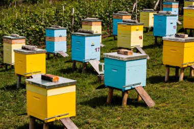 Çiftçi bahçesinde renkli ahşap arı kovanları. Moldova 'da bal arısı kovanları var. Bahar mevsiminde çiçekler ve taze yeşil çimlerle çayırdaki arı yuvası.