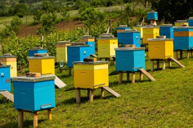 Çiftçi bahçesinde renkli ahşap arı kovanları. Moldova 'da bal arısı kovanları var. Bahar mevsiminde çiçekler ve taze yeşil çimlerle çayırdaki arı yuvası.