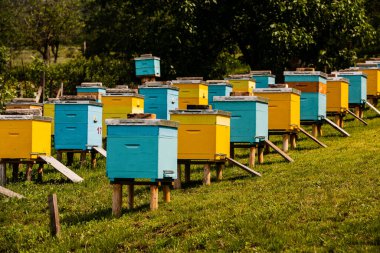 Çiftçi bahçesinde renkli ahşap arı kovanları. Moldova 'da bal arısı kovanları var. Bahar mevsiminde çiçekler ve taze yeşil çimlerle çayırdaki arı yuvası.
