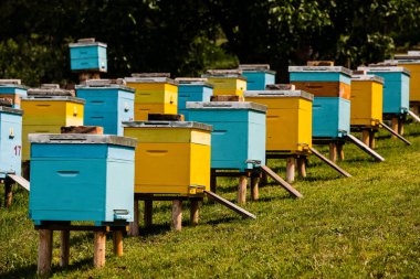 Çiftçi bahçesinde renkli ahşap arı kovanları. Moldova 'da bal arısı kovanları var. Bahar mevsiminde çiçekler ve taze yeşil çimlerle çayırdaki arı yuvası.