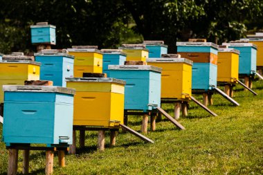 Çiftçi bahçesinde renkli ahşap arı kovanları. Moldova 'da bal arısı kovanları var. Bahar mevsiminde çiçekler ve taze yeşil çimlerle çayırdaki arı yuvası.