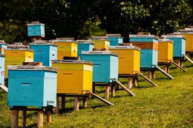 Çiftçi bahçesinde renkli ahşap arı kovanları. Moldova 'da bal arısı kovanları var. Bahar mevsiminde çiçekler ve taze yeşil çimlerle çayırdaki arı yuvası.