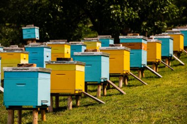 Çiftçi bahçesinde renkli ahşap arı kovanları. Moldova 'da bal arısı kovanları var. Bahar mevsiminde çiçekler ve taze yeşil çimlerle çayırdaki arı yuvası.