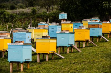 Çiftçi bahçesinde renkli ahşap arı kovanları. Moldova 'da bal arısı kovanları var. Bahar mevsiminde çiçekler ve taze yeşil çimlerle çayırdaki arı yuvası.