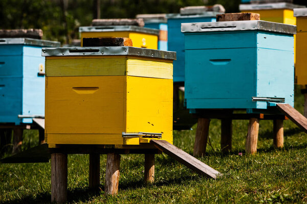 Colored wooden beehives in the farmer garden. Honey bee hives in Moldova. bee home at meadow with flowers and fresh green grass on spring season.