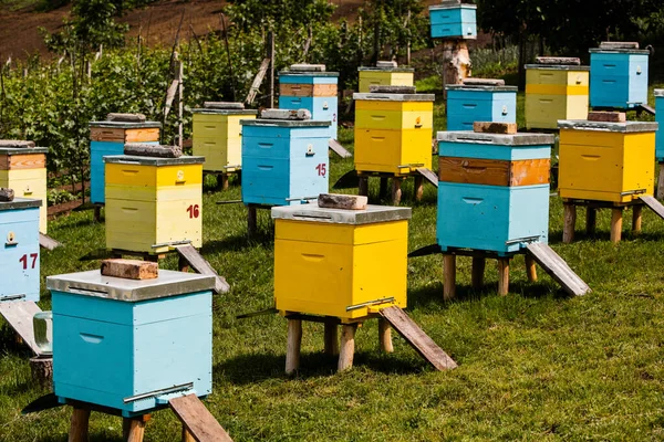 Çiftçi bahçesinde renkli ahşap arı kovanları. Moldova 'da bal arısı kovanları var. Bahar mevsiminde çiçekler ve taze yeşil çimlerle çayırdaki arı yuvası.