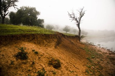 Moldova Cumhuriyeti 'nin güzel yaz manzarası. Yeşil manzara. İnanılmaz Doğa. Yeşil Çimenli ve Ağaçlı Park. Otlak arazisi ve yuvarlanan tepeler. Kırsal alan. Avrupa doğası.