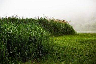 Moldova Cumhuriyeti 'nin güzel yaz manzarası. Yeşil manzara. İnanılmaz Doğa. Yeşil Çimenli ve Ağaçlı Park. Otlak arazisi ve yuvarlanan tepeler. Kırsal alan. Avrupa doğası.