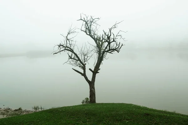 Schöne Sommerlandschaft Der Republik Moldau Grüne Landschaft Erstaunliche Natur Park — Stockfoto