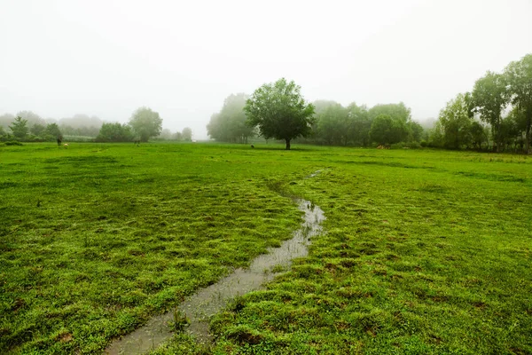 Beau Paysage Estival République Moldavie Paysage Vert Une Nature Incroyable — Photo