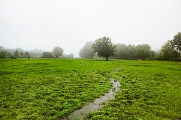 Beautiful Summer Landscape Republic Moldova Green Landscape Amazing Nature Park — Stock Photo, Image