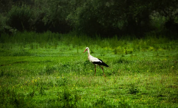 Bela Paisagem Verão República Moldávia Paisagem Verde Incrível Natureza Parque — Fotografia de Stock