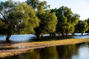 Kökleri su altında ve dalları Moldova 'da olan bir göldeki ağaçlar. Orta Avrupa 'nın bataklıklarında ve çamurlarında ağaçlar. Sudaki ağaçların yansıması. Su basmış alan ve park yeri. Nehirde su baskını