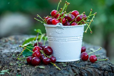 Taze kirazlar kasede. Olgun kırmızı kiraz yığınının yakın görüntüsü. Bahçede kırmızı meyveler.