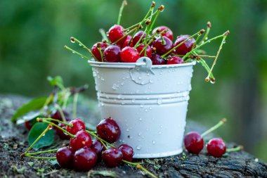 Taze kirazlar kasede. Olgun kırmızı kiraz yığınının yakın görüntüsü. Bahçede kırmızı meyveler.