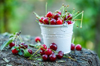 Taze kirazlar kasede. Olgun kırmızı kiraz yığınının yakın görüntüsü. Bahçede kırmızı meyveler.