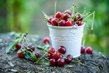 Taze kirazlar kasede. Olgun kırmızı kiraz yığınının yakın görüntüsü. Bahçede kırmızı meyveler.