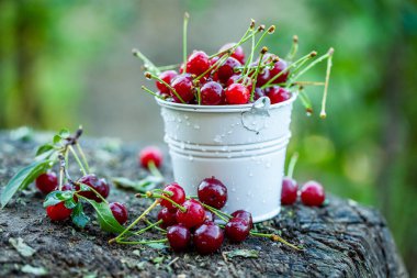 Taze kirazlar kasede. Olgun kırmızı kiraz yığınının yakın görüntüsü. Bahçede kırmızı meyveler.